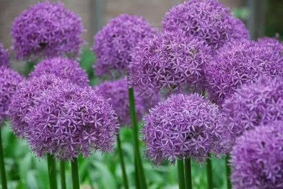 GIANT Allium "Gladiator" Perennials Bulbs, Returns year after year - Caribbean garden seed