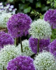 Giant Allium Bulbs- Around the Globe Mix, - Caribbean garden seed
