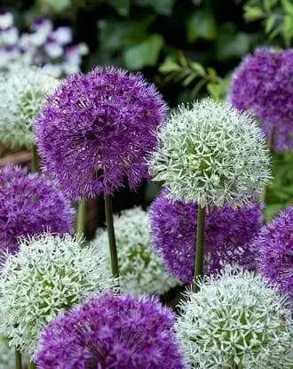 Giant Allium Bulbs- Around the Globe Mix, - Caribbean garden seed
