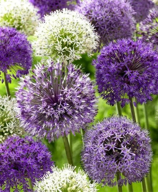 Giant Allium Bulbs- Around the Globe Mix, - Caribbean garden seed