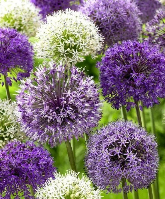 Giant Allium Bulbs- Around the Globe Mix, - Caribbean garden seed