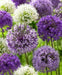 Giant Allium Bulbs- Around the Globe Mix, - Caribbean garden seed