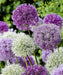 Giant Allium Bulbs- Around the Globe Mix, - Caribbean garden seed
