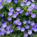 Geranium Seeds, PERENNIAL  Flowers - Caribbean garden seed