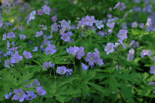 Geranium Seeds, PERENNIAL  Flowers - Caribbean garden seed