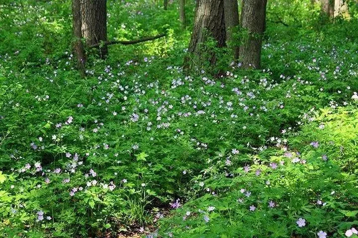 Geranium Seeds, PERENNIAL  Flowers - Caribbean garden seed