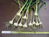 German extra hardy garlic BULBS, HARD NECK - Caribbean garden seed