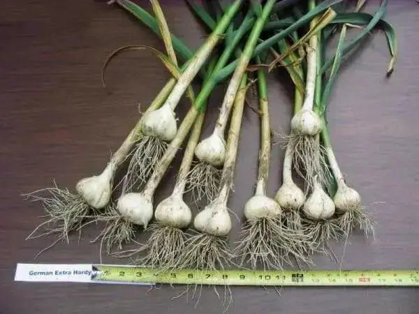 German extra hardy garlic BULBS, HARD NECK - Caribbean garden seed