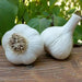 German extra hardy garlic BULBS, HARD NECK - Caribbean garden seed