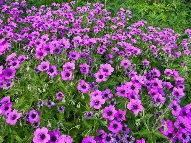 Geranium PATRICIA (BAREROOT) ‘STARTER PLANT’ PERENNIAL FLOWERS VINE - Caribbean garden seed