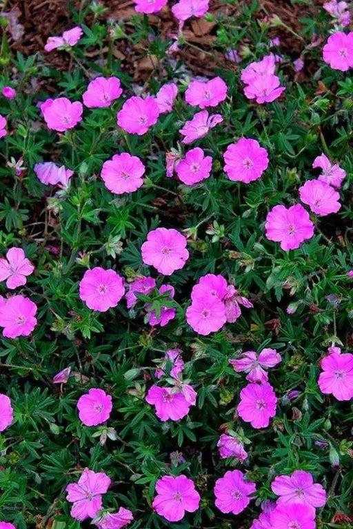 Geranium PATRICIA (BAREROOT) ‘STARTER PLANT’ PERENNIAL FLOWERS VINE - Caribbean garden seed