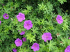 Geranium PATRICIA (BAREROOT) ‘STARTER PLANT’ PERENNIAL FLOWERS VINE - Caribbean garden seed