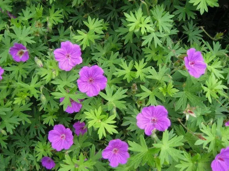 Geranium PATRICIA (BAREROOT) ‘STARTER PLANT’ PERENNIAL FLOWERS VINE - Caribbean garden seed