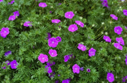 Geranium PATRICIA (BAREROOT) ‘STARTER PLANT’ PERENNIAL FLOWERS VINE - Caribbean garden seed