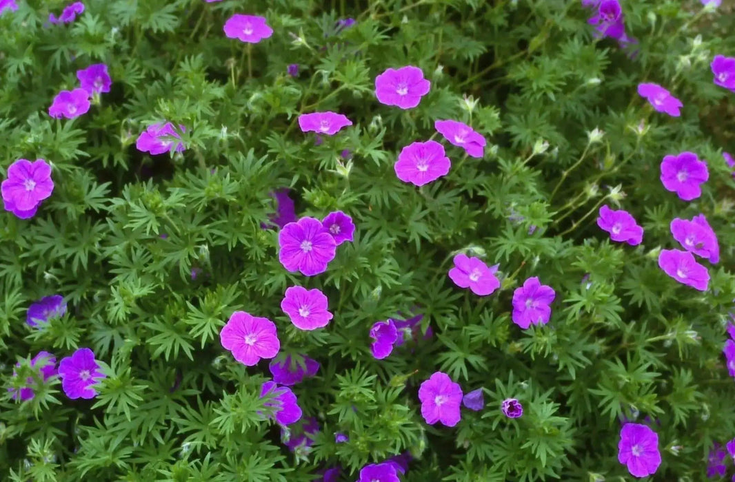 Geranium PATRICIA (BAREROOT) ‘STARTER PLANT’ PERENNIAL FLOWERS VINE - Caribbean garden seed