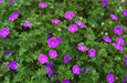 Geranium PATRICIA (BAREROOT) ‘STARTER PLANT’ PERENNIAL FLOWERS VINE - Caribbean garden seed