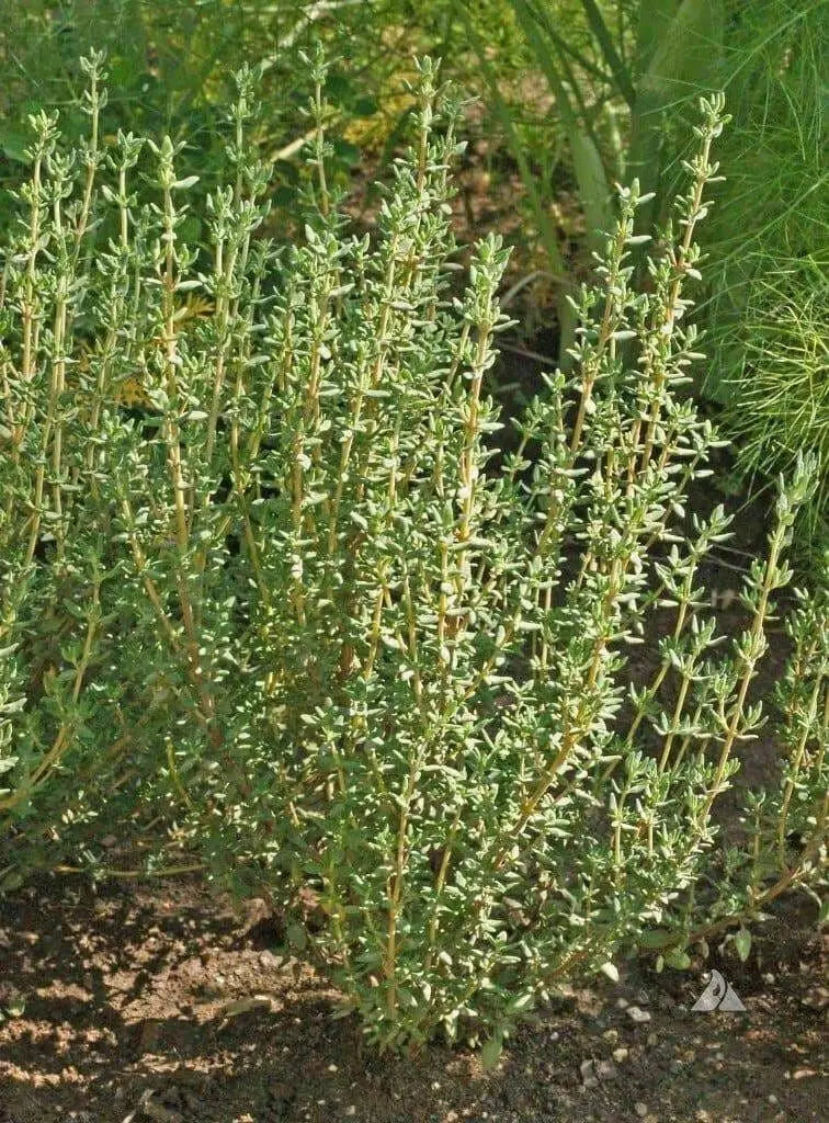 German Winter Thyme SEEDS,Hardy Perennial  HERB - Caribbean garden seed