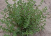 German Winter Thyme SEEDS,Hardy Perennial  HERB - Caribbean garden seed