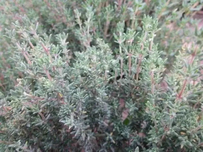 German Winter Thyme SEEDS,Hardy Perennial  HERB - Caribbean garden seed