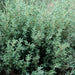 German Winter Thyme SEEDS,Hardy Perennial  HERB - Caribbean garden seed