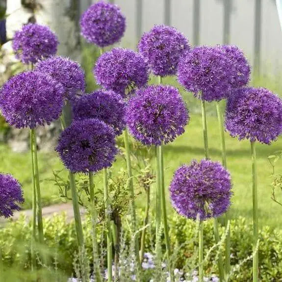 GIANT Allium Bulbs - "His Excellency" , Returns year after year ! - Caribbean garden seed