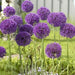 GIANT Allium Bulbs - "His Excellency" , Returns year after year ! - Caribbean garden seed