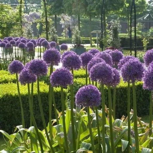 GIANT Allium Bulbs - "His Excellency" , Returns year after year ! - Caribbean garden seed
