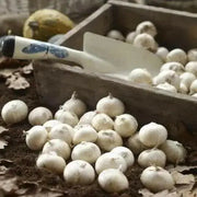 GIANT Allium Bulbs - "His Excellency" , Returns year after year ! - Caribbean garden seed