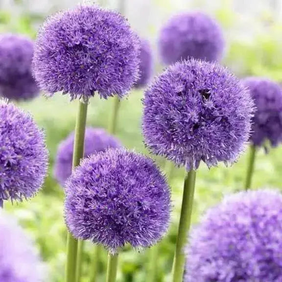 GIANT Allium Bulbs - "His Excellency" , Returns year after year ! - Caribbean garden seed