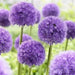 GIANT Allium Bulbs - "His Excellency" , Returns year after year ! - Caribbean garden seed