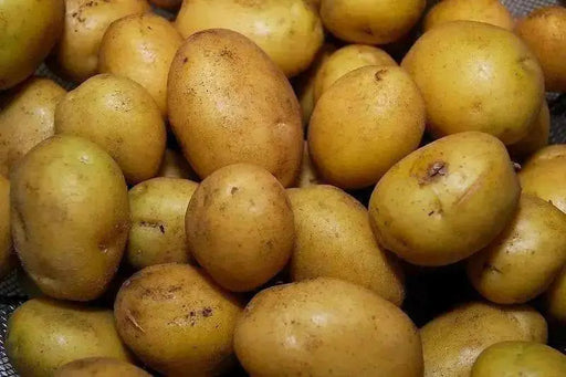 German Butterball Netted, golden yellow skin and yellow flesh. - Caribbean garden seed