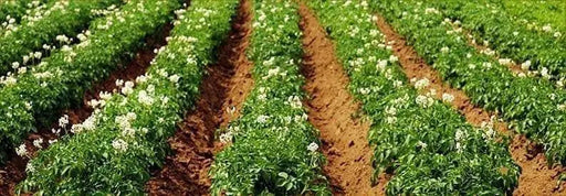 German Butterball Netted, golden yellow skin and yellow flesh. - Caribbean garden seed