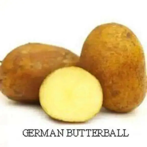 German Butterball Netted, golden yellow skin and yellow flesh. - Caribbean garden seed