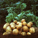 German Butterball Netted, golden yellow skin and yellow flesh. - Caribbean garden seed