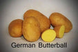 German Butterball Netted, golden yellow skin and yellow flesh. - Caribbean garden seed