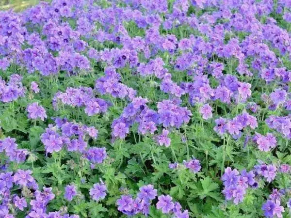 Geranium magnificum ( BAREROOT PLANT) PERENNIAL flowers vine - Caribbean garden seed