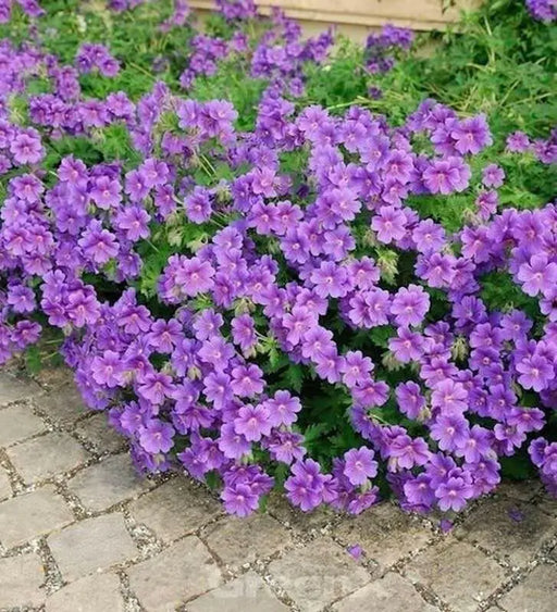 Geranium magnificum ( BAREROOT PLANT) PERENNIAL flowers vine - Caribbean garden seed