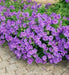 Geranium magnificum ( BAREROOT PLANT) PERENNIAL flowers vine - Caribbean garden seed
