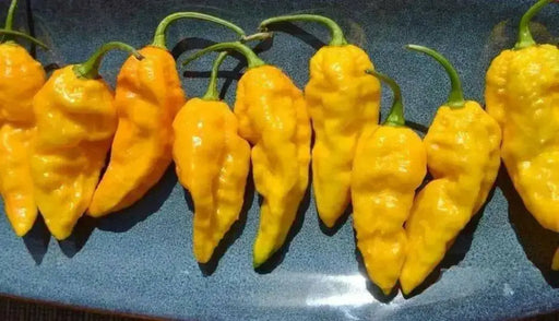 Ghost PEPPER SEEDS, Bhut Jolokia-Yellow, (Capsicum chinense)  Naga Jolokia, Naga Morich - Caribbean garden seed