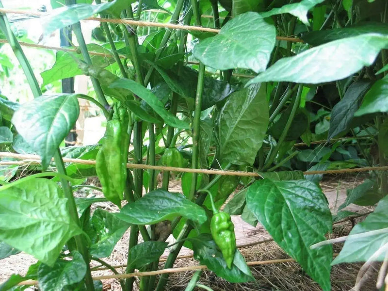 Ghost PEPPER SEEDS, Bhut Jolokia-Yellow, (Capsicum chinense)  Naga Jolokia, Naga Morich - Caribbean garden seed