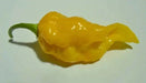 Ghost PEPPER SEEDS, Bhut Jolokia-Yellow, (Capsicum chinense)  Naga Jolokia, Naga Morich - Caribbean garden seed