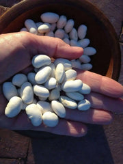 Giant Aztec white runner beans aka bordal, potato bean and “mortgage lifter” - Caribbean garden seed