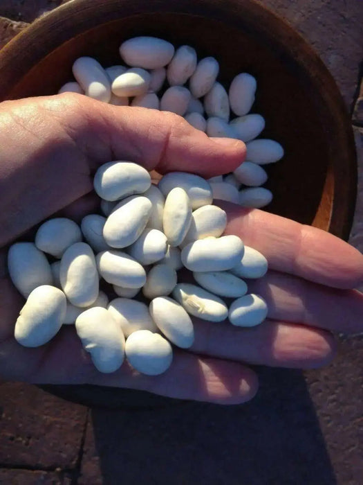 Giant Aztec white runner beans aka bordal, potato bean and “mortgage lifter” - Caribbean garden seed