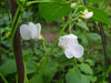 Giant Aztec white runner beans aka bordal, potato bean and “mortgage lifter” - Caribbean garden seed