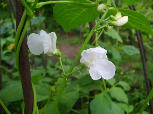 Giant Aztec white runner beans aka bordal, potato bean and “mortgage lifter” - Caribbean garden seed