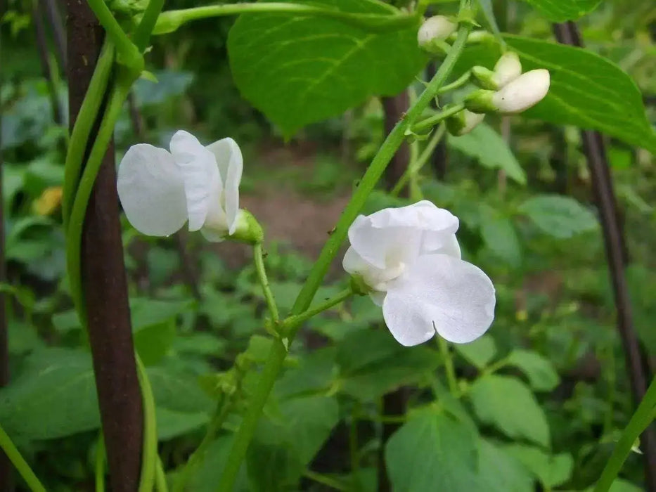 Giant Aztec white runner beans aka bordal, potato bean and “mortgage lifter” - Caribbean garden seed