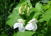 Giant Aztec white runner beans aka bordal, potato bean and “mortgage lifter” - Caribbean garden seed