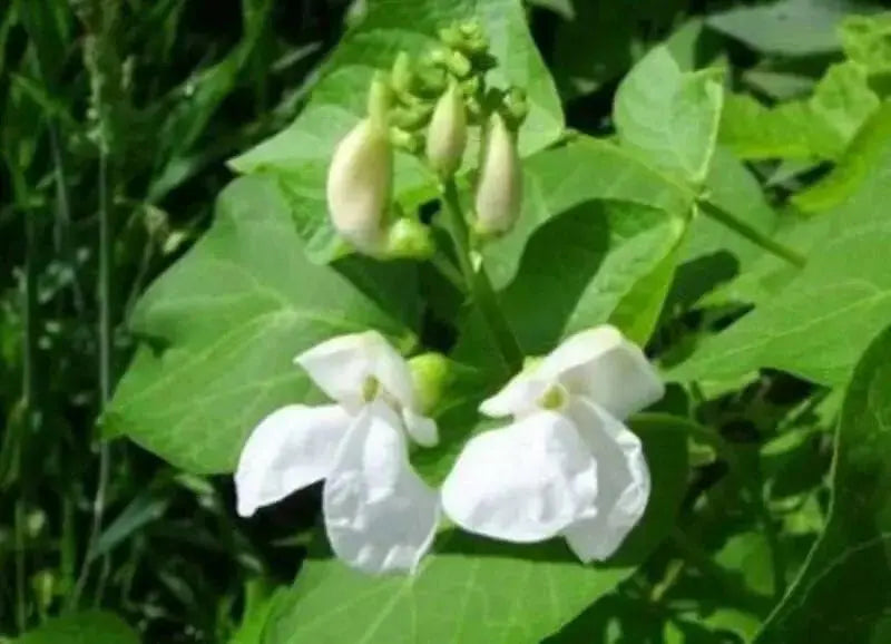 Giant Aztec white runner beans aka bordal, potato bean and “mortgage lifter” - Caribbean garden seed