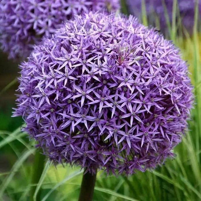 Giant Allium - Globemaster,  BULBS - Caribbean garden seed