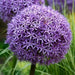 Giant Allium - Globemaster,  BULBS - Caribbean garden seed